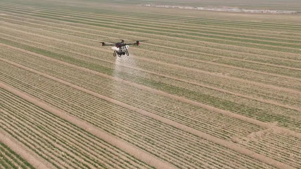 新华全媒+|“天上导”“地里察”“空中拍”……看关中平原麦田里的“立体智慧”