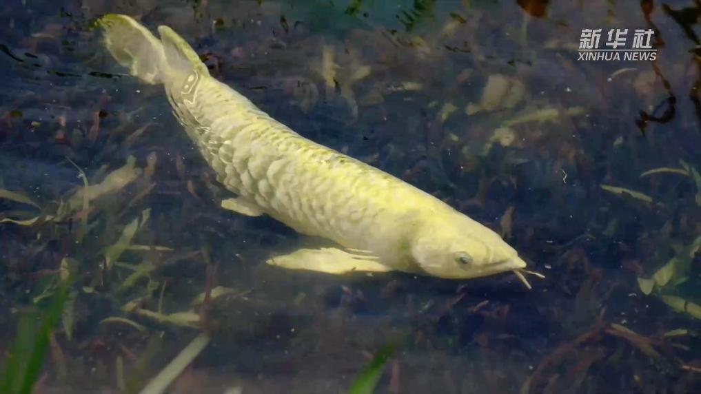 智能软体仿生观赏鱼“金鳞”在沪亮相