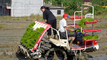 国产农机在窄梯田跳起“芭蕾”